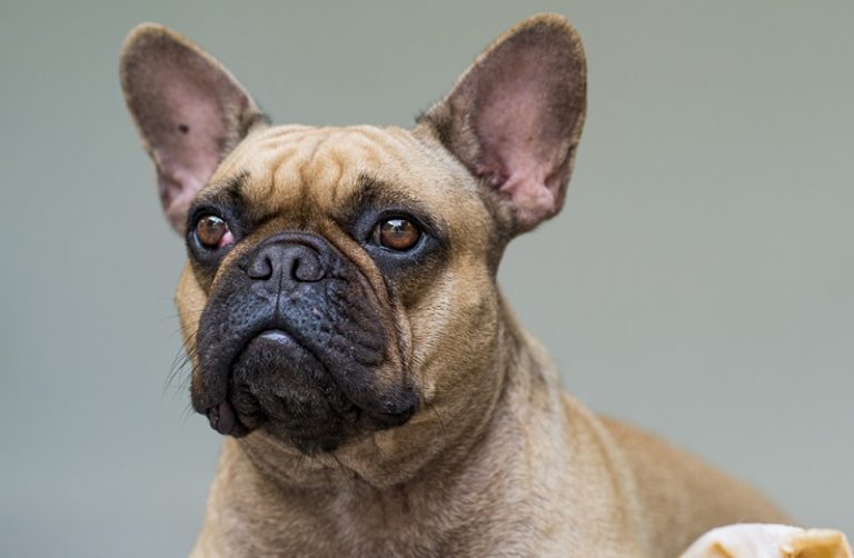Feeding guide for a French bulldog you should follow