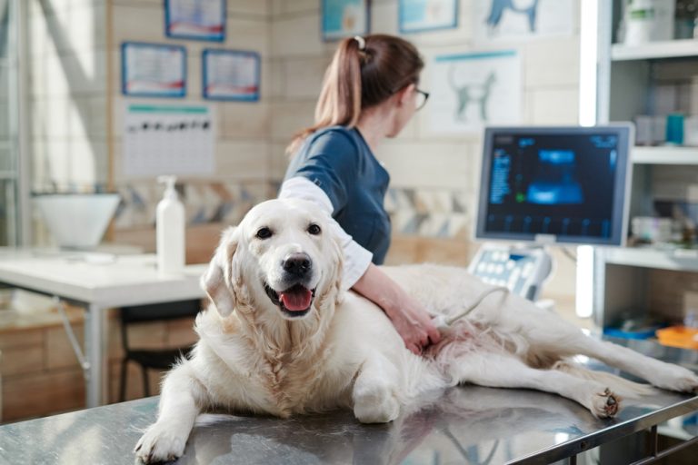 Understanding the Importance of Annual Pet Checkups
