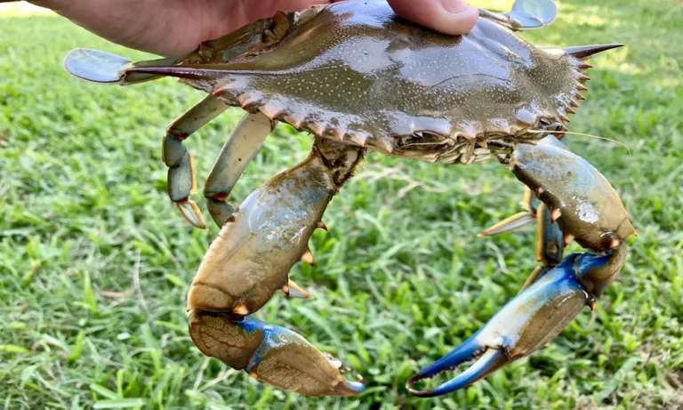How Stone Crab Season Works, From Trap to Table